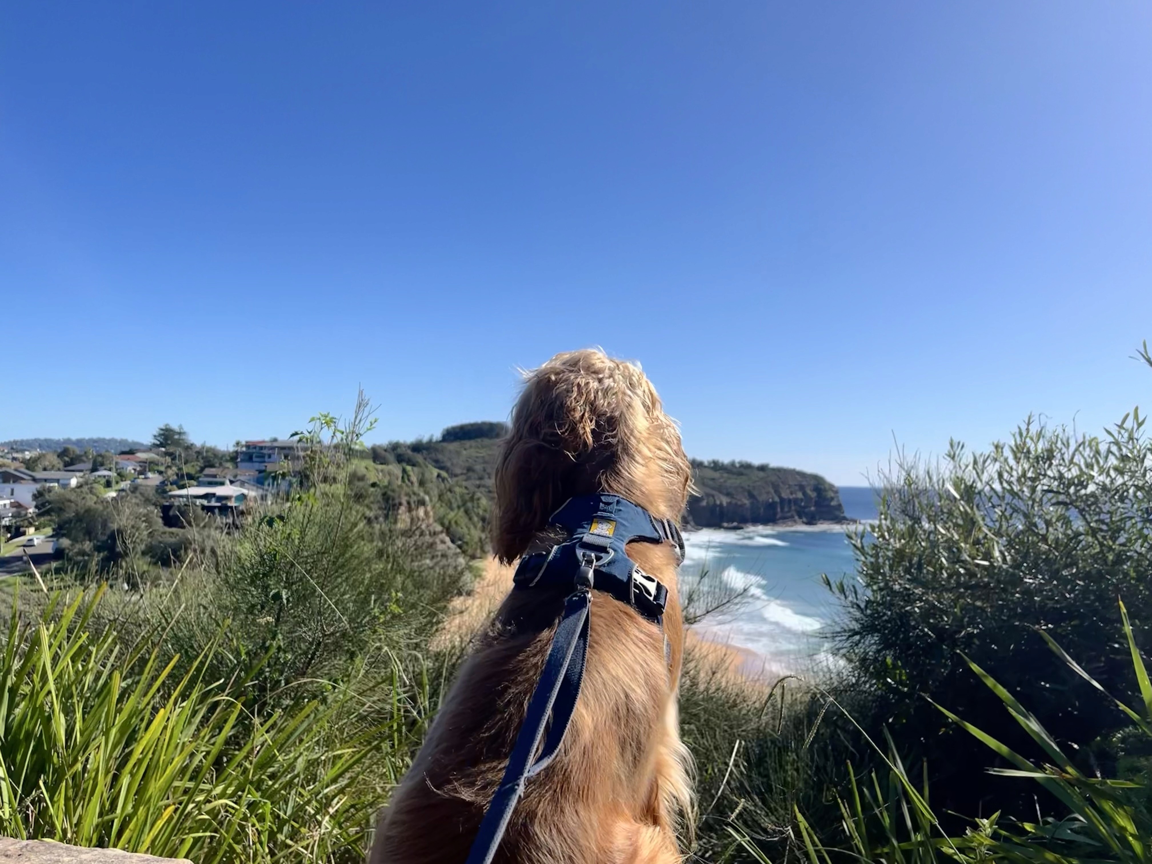 Charlie the dog at the beach