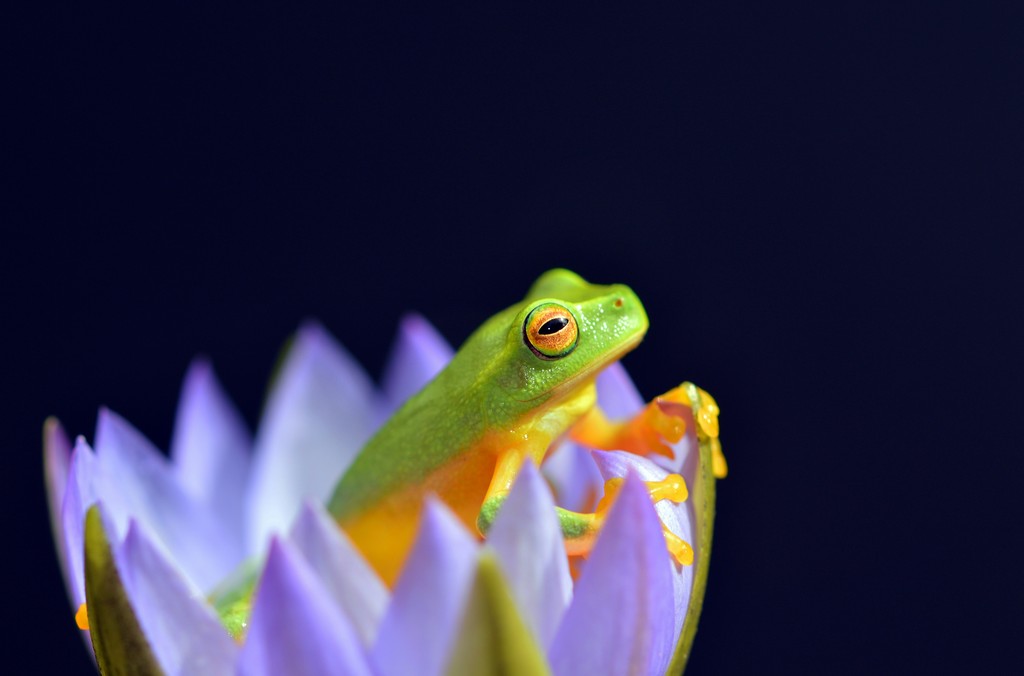 Eat the Frog Meaning